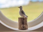 Window Window